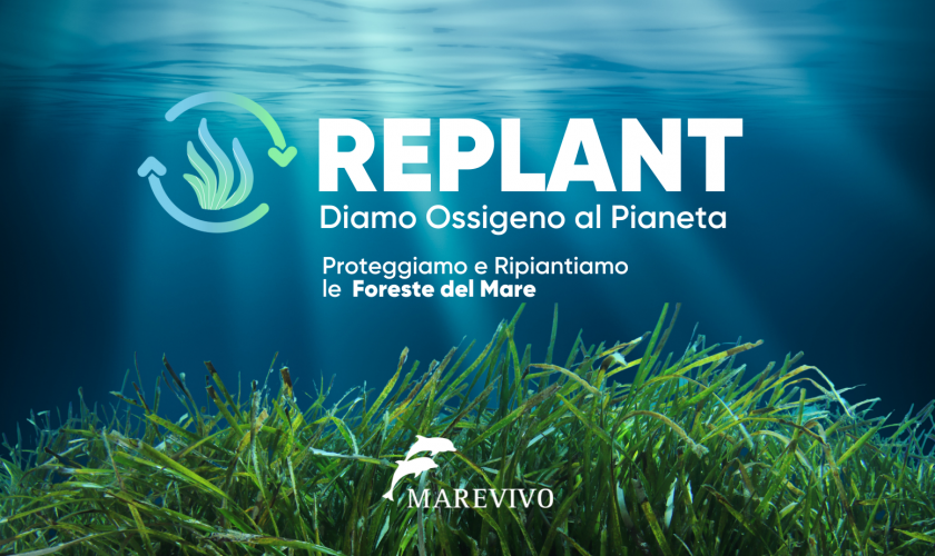 Replant_1
