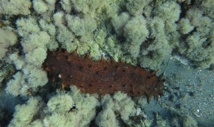 costa_cabo_de_gata_20_holothuria_tubulosa