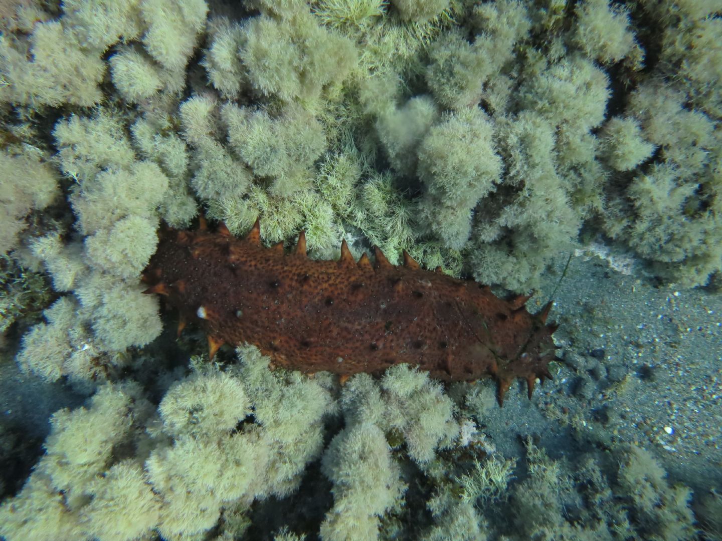 costa_cabo_de_gata_20_holothuria_tubulosa