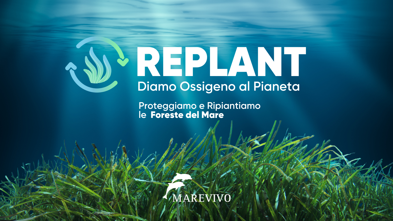 Replant_1