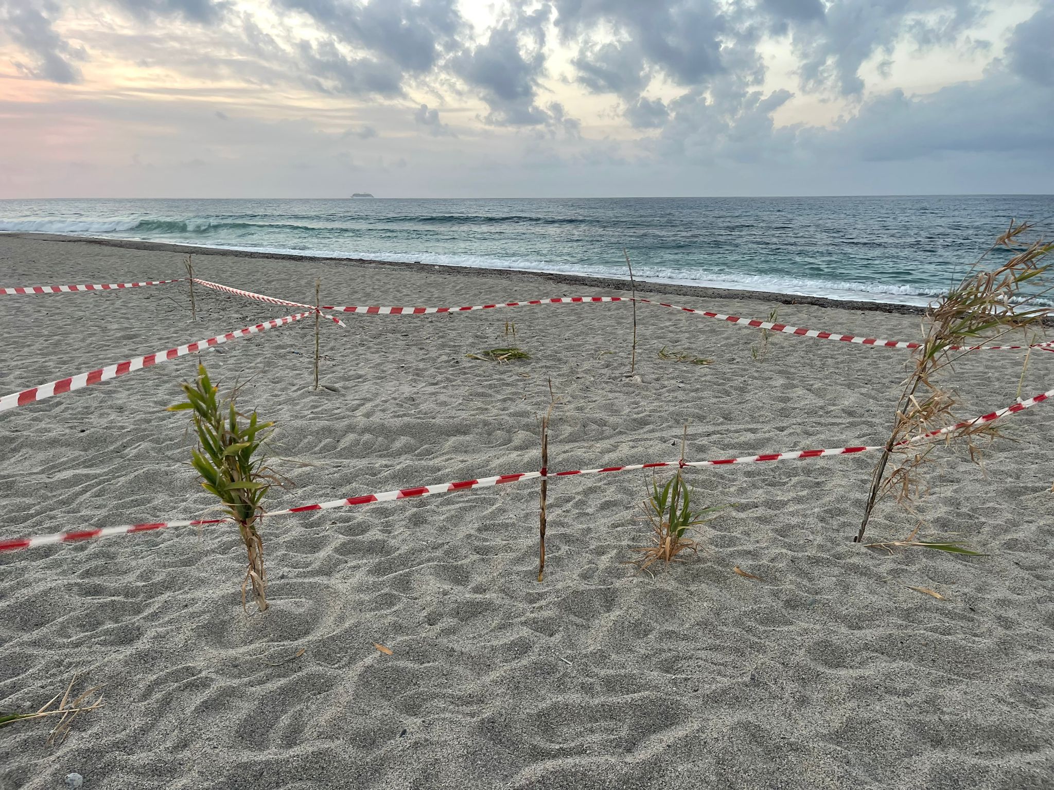 foto nido capo Faro