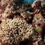 Cladocora in slute