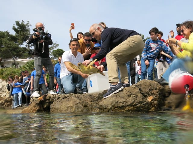 liberazione tartaruga
