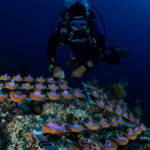 strutture restoraation con sub vicino